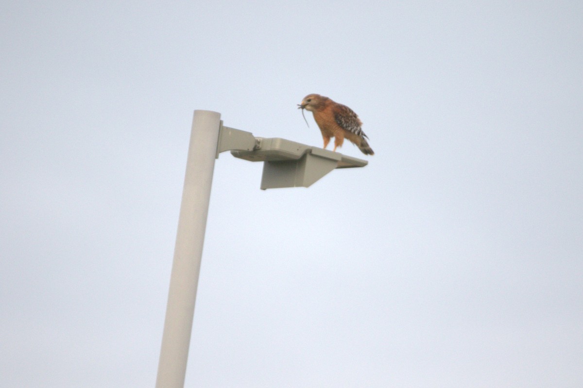 Red-shouldered Hawk - ML646412481