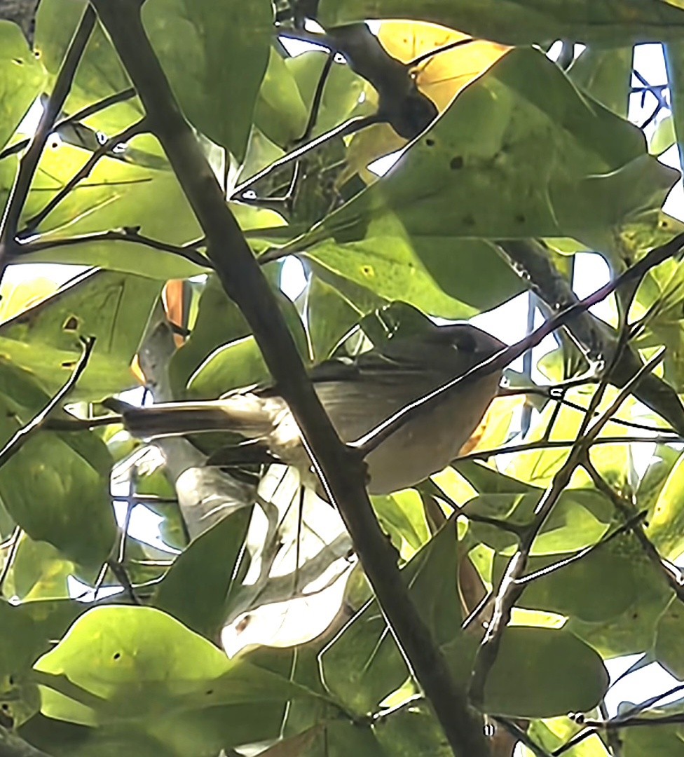 מלכילון אמריקני - ML646412482