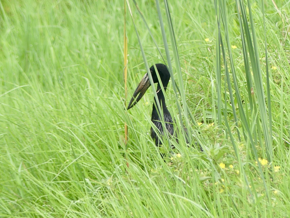 Лелека-молюскоїд африканський - ML646412483