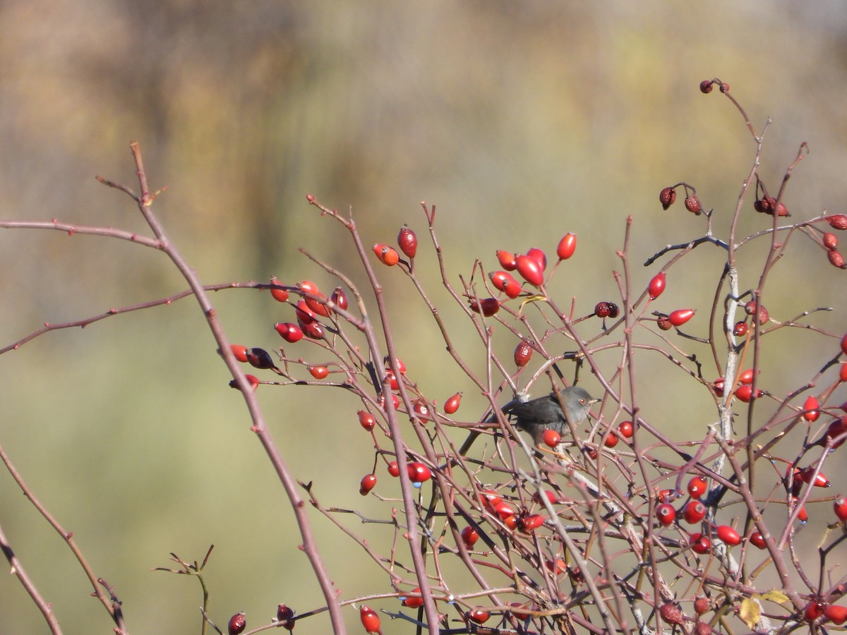 Dartford Warbler - ML646412484