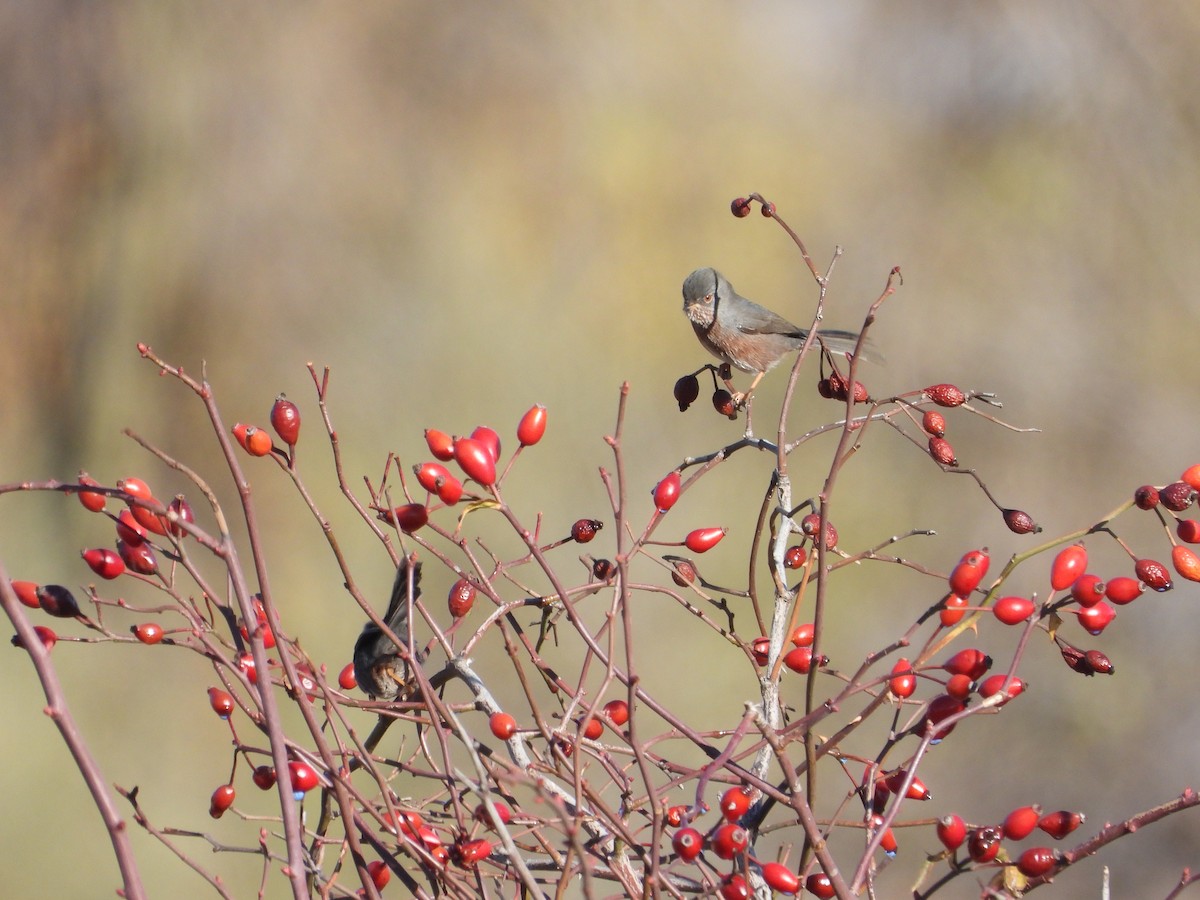 Dartford Warbler - ML646412485