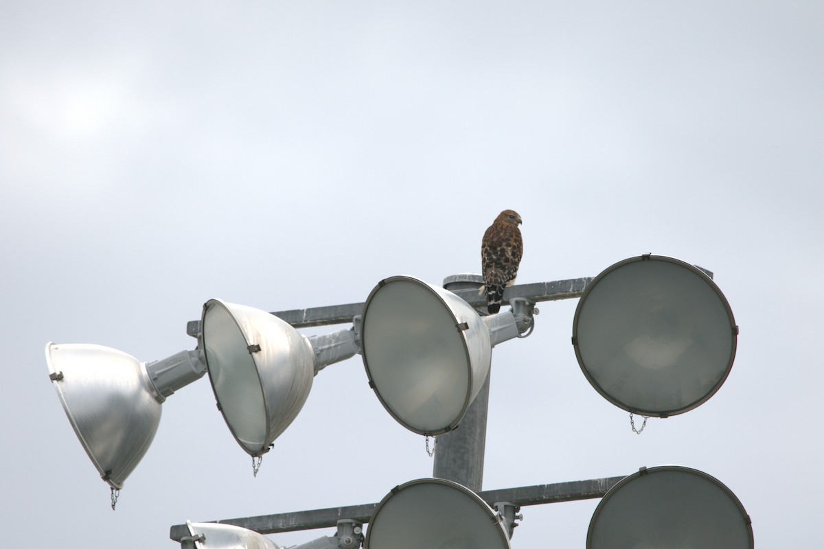 Red-shouldered Hawk - ML646412487