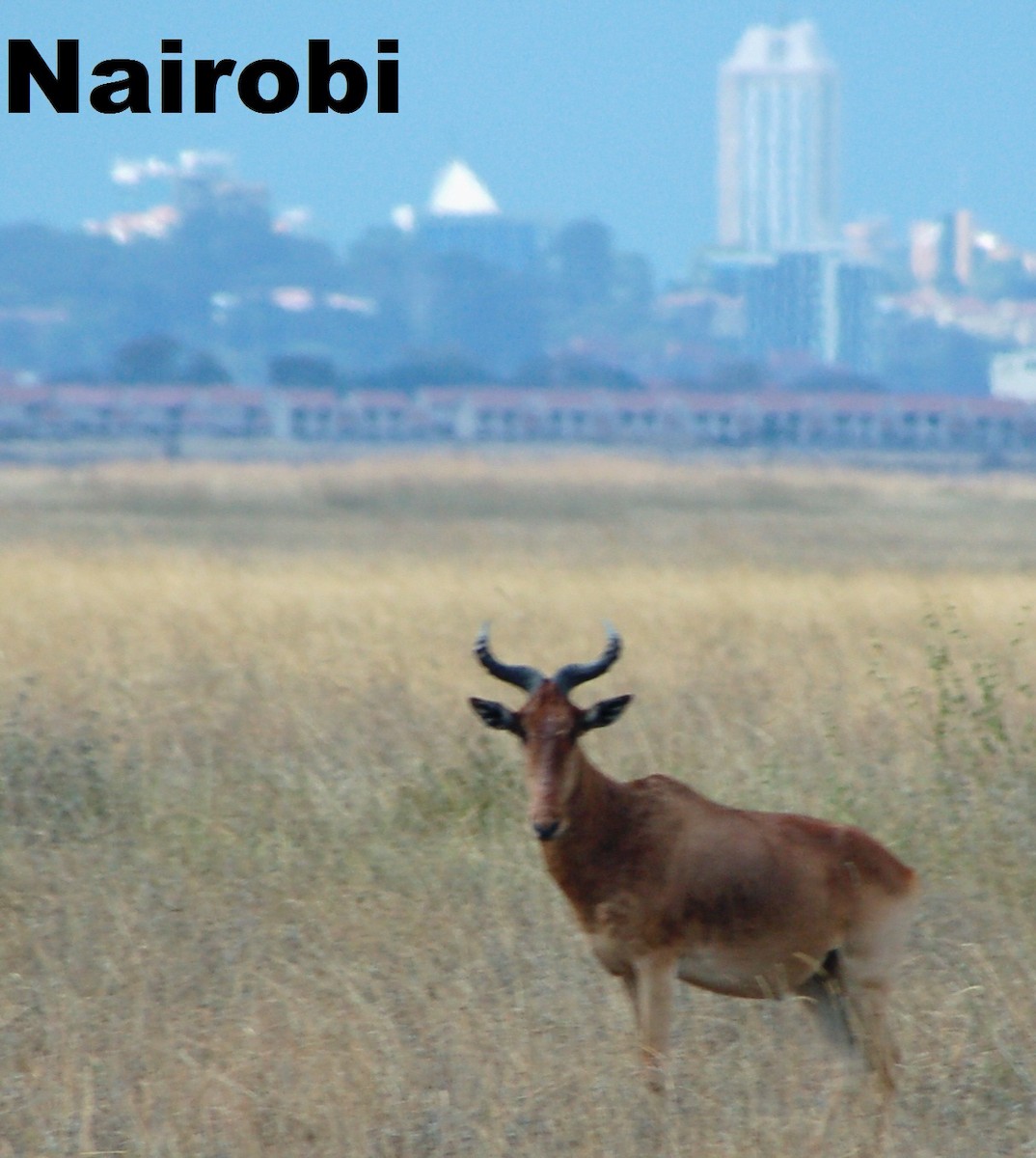 Hartebeest - ML646412491