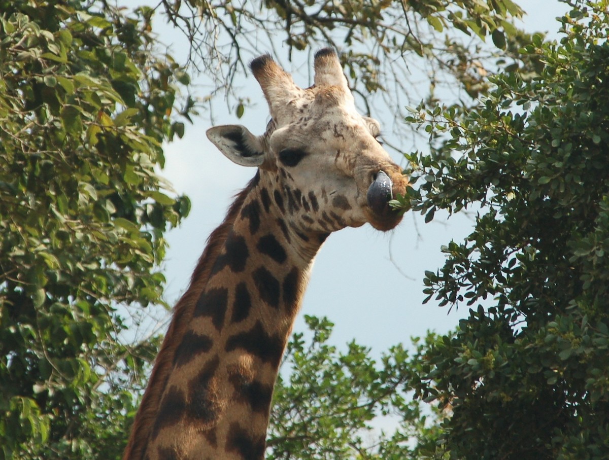 Giraffes - ML646412492
