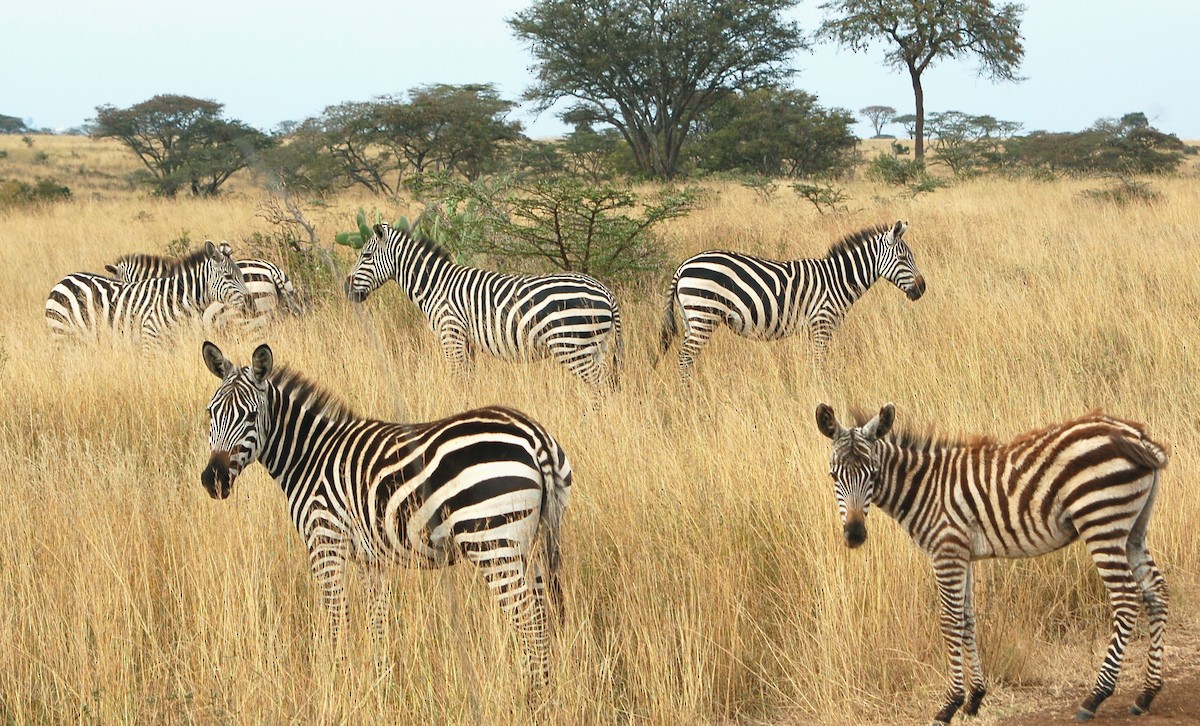Plains Zebra - ML646412493