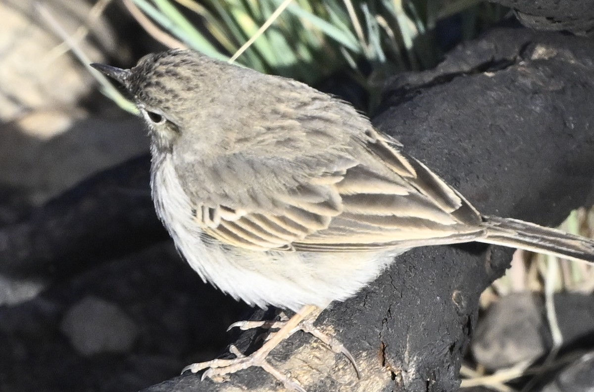 linduška kanárská - ML646412494