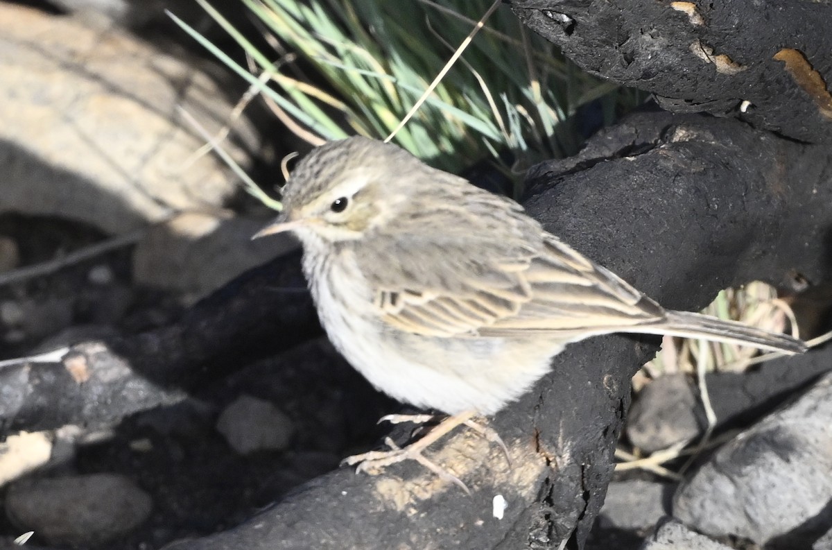 linduška kanárská - ML646412495