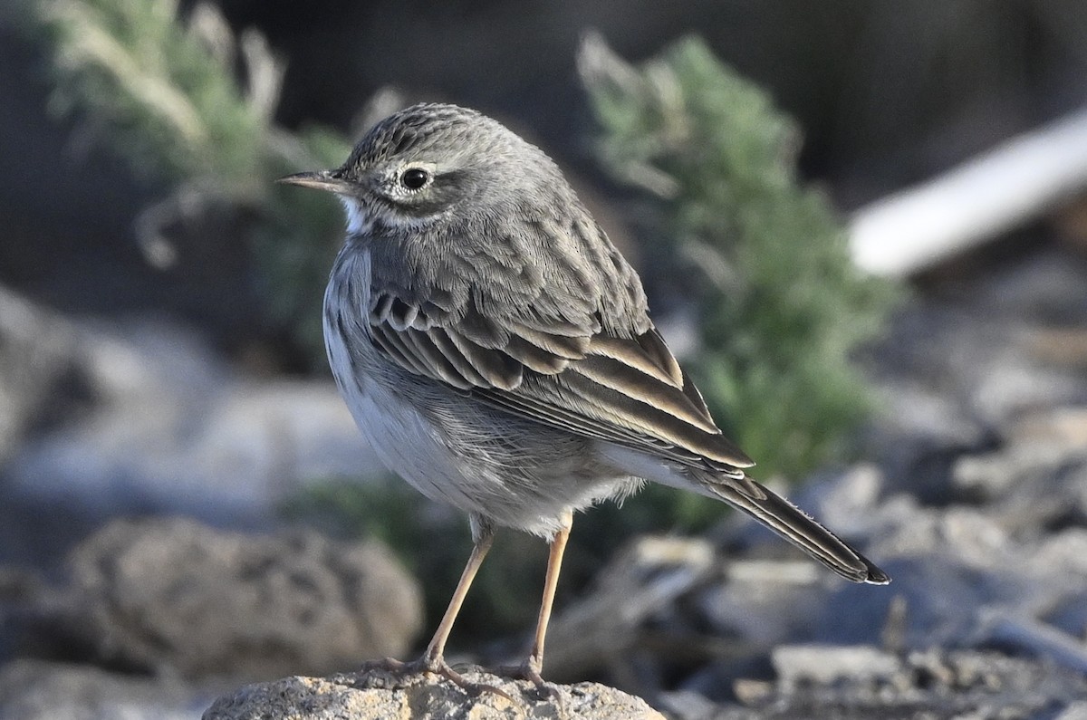 linduška kanárská - ML646412496