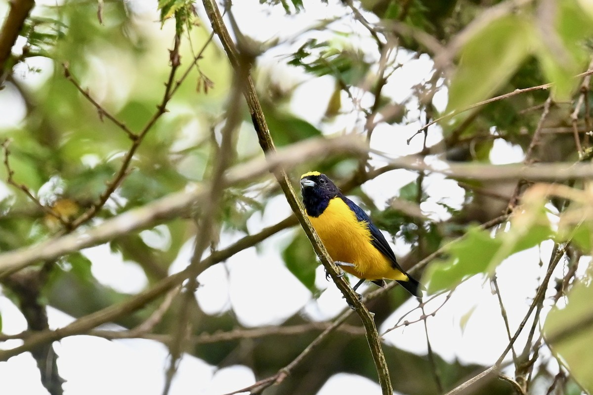 Velvet-fronted Euphonia - ML646412518