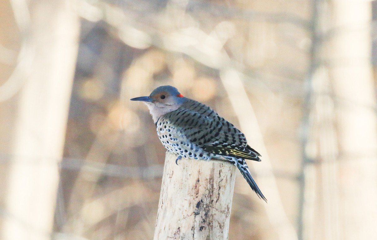 Northern Flicker - ML646412520