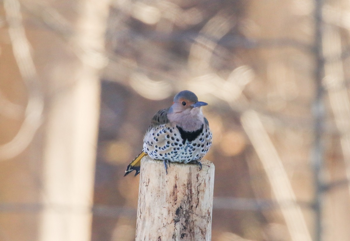 Northern Flicker - ML646412521