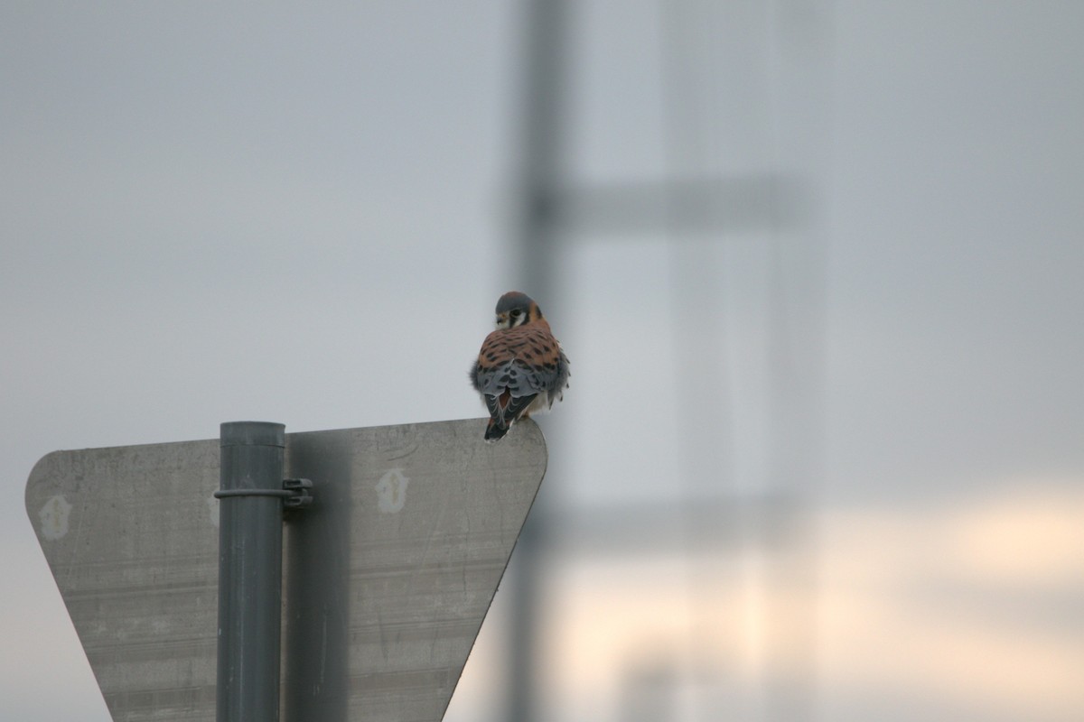 American Kestrel - ML646412522