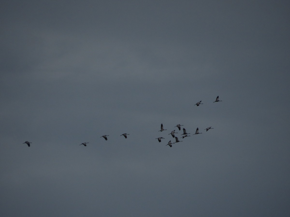 Common Crane - ML646412523