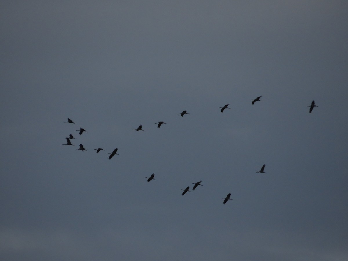 Common Crane - ML646412524