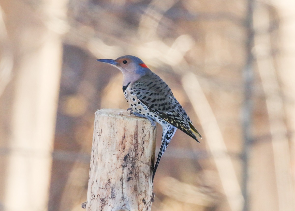 Northern Flicker - ML646412525