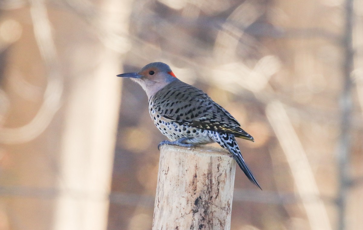 Northern Flicker - ML646412532