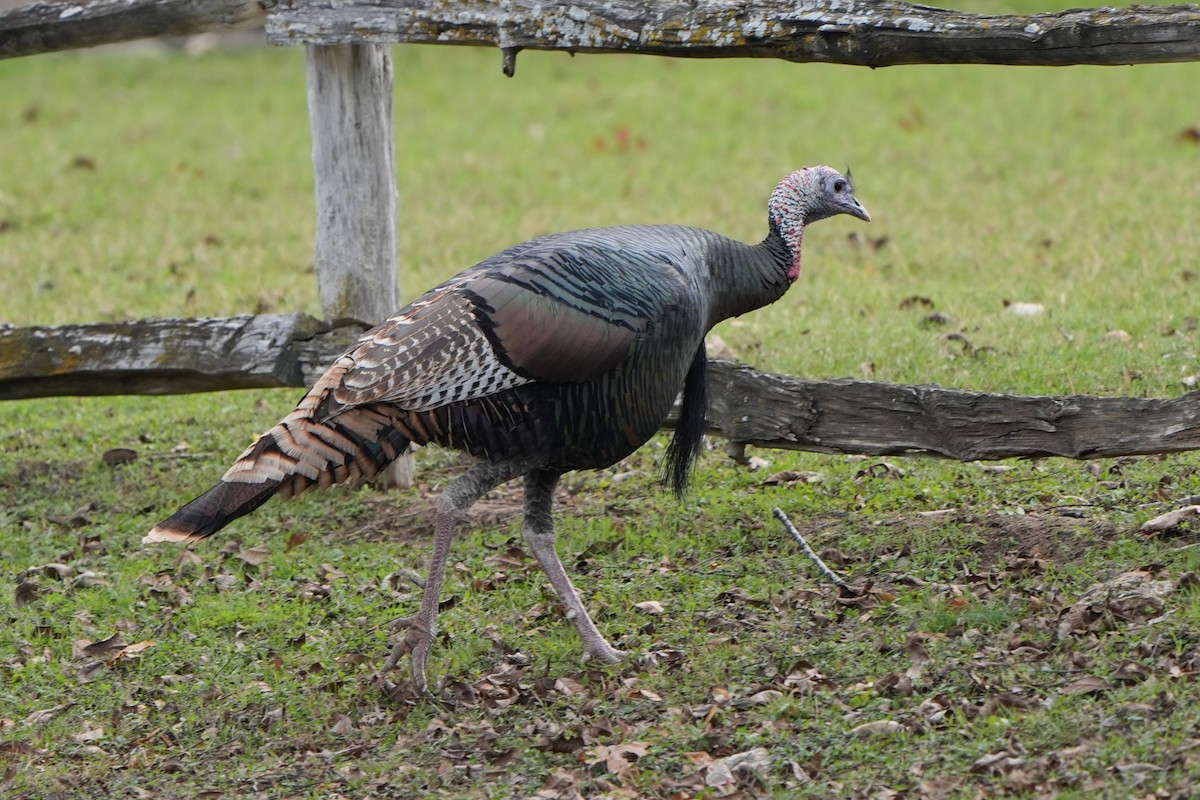 הודן בר - ML646412534