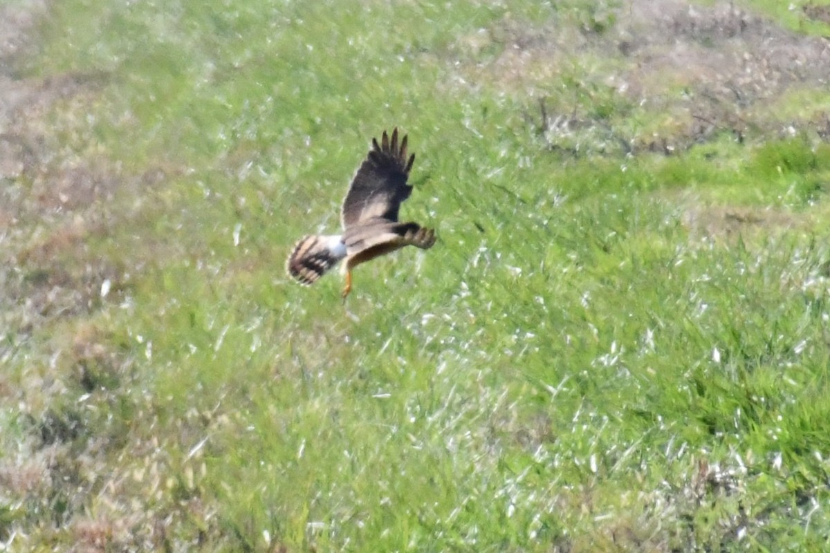 moták severoamerický - ML646412535