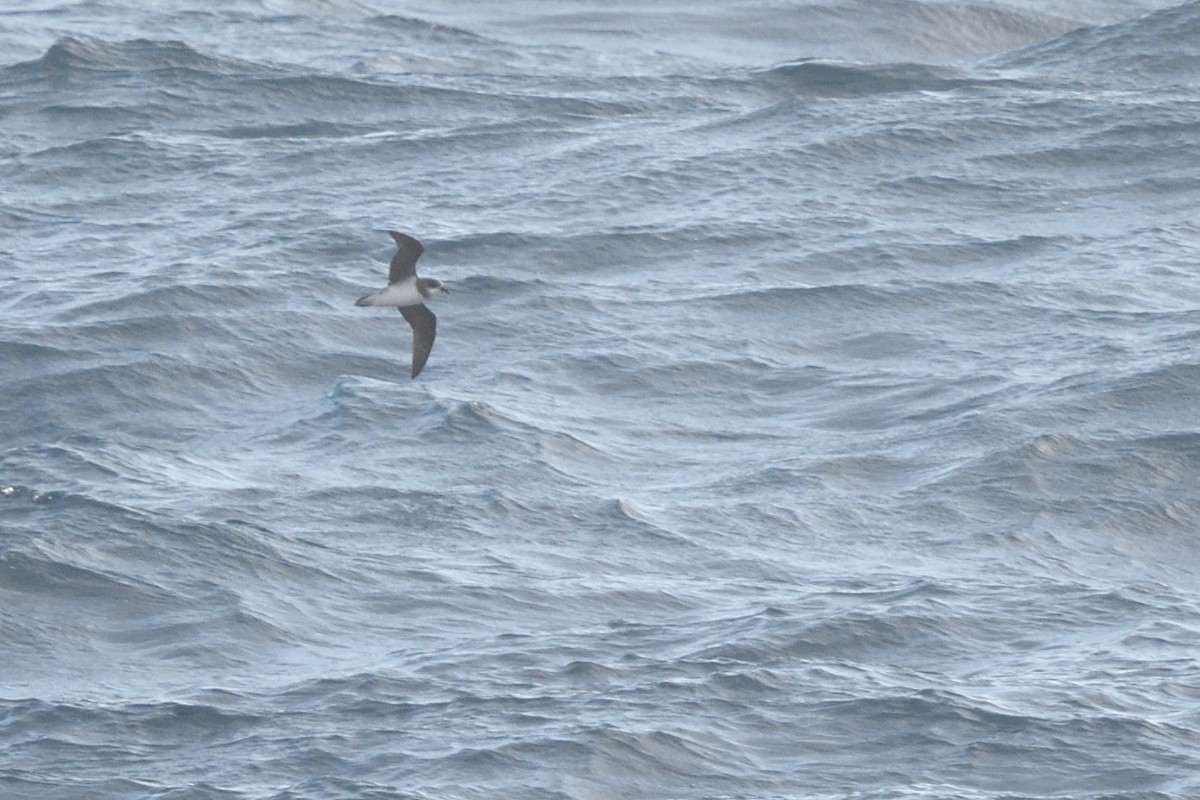 סערון צווארון - ML646412536