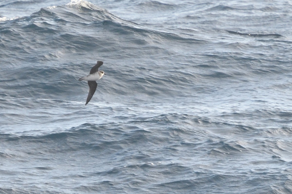 סערון צווארון - ML646412537
