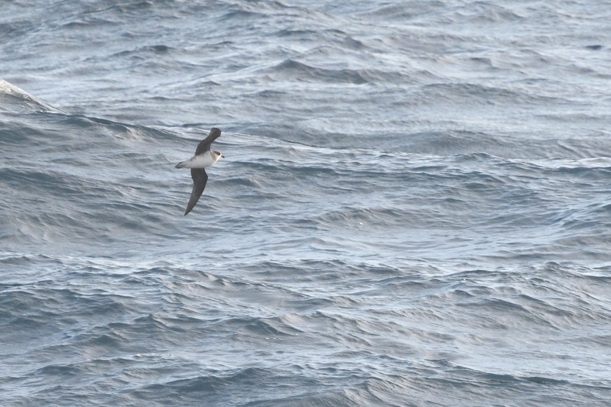 סערון צווארון - ML646412538