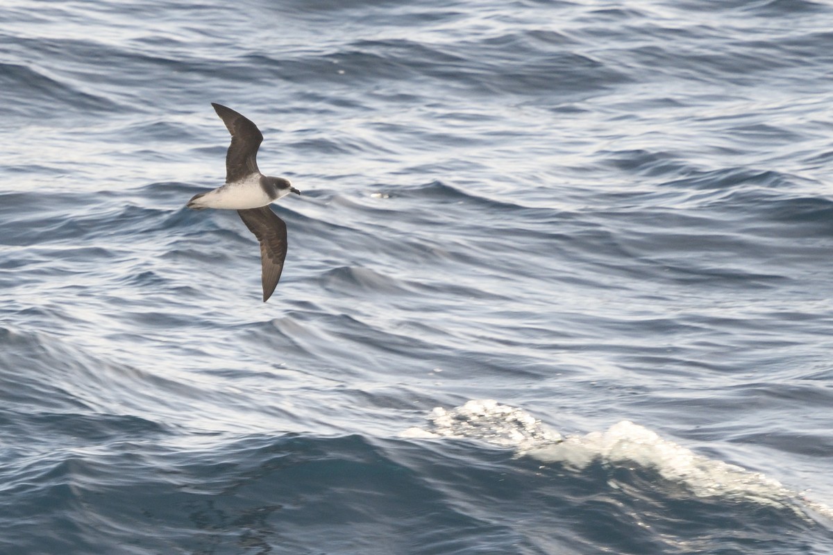 סערון צווארון - ML646412539