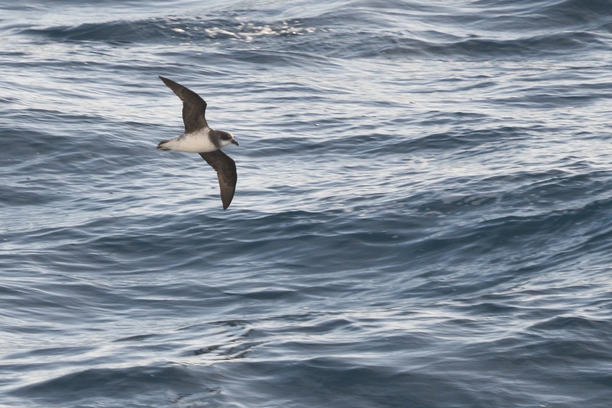 סערון צווארון - ML646412540
