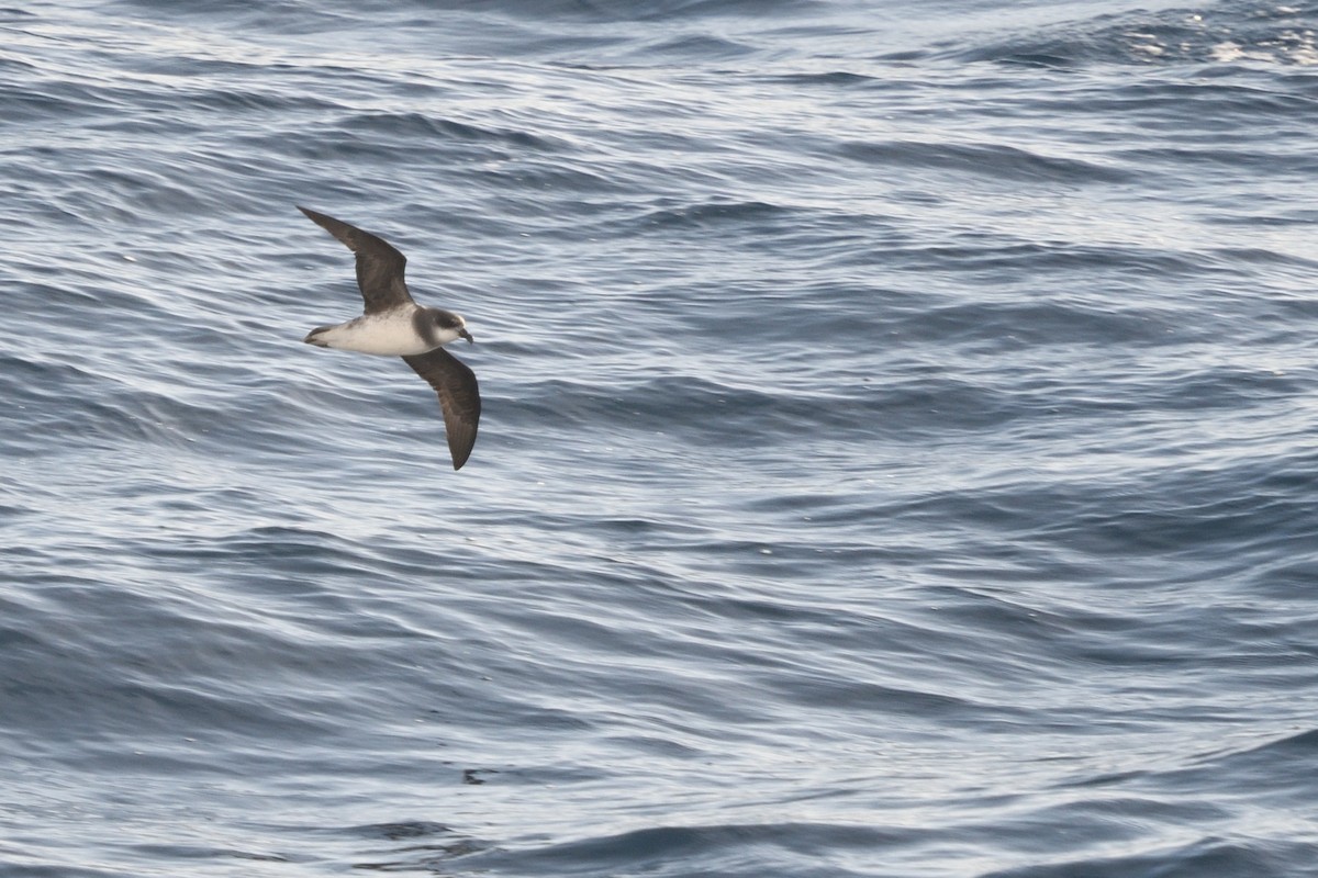 סערון צווארון - ML646412541