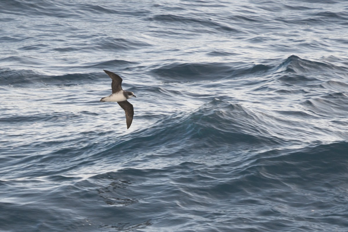 סערון צווארון - ML646412542