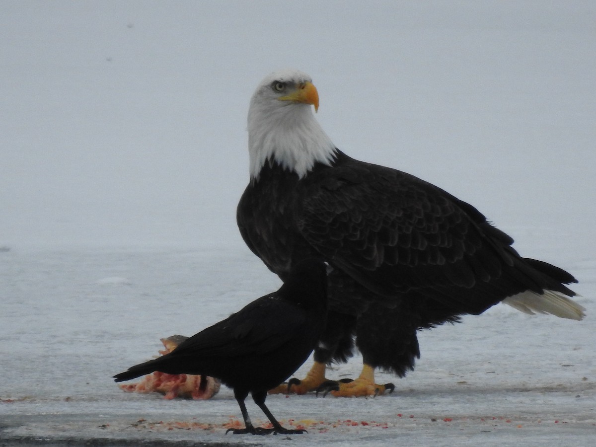 עיטם לבן-ראש - ML646412543