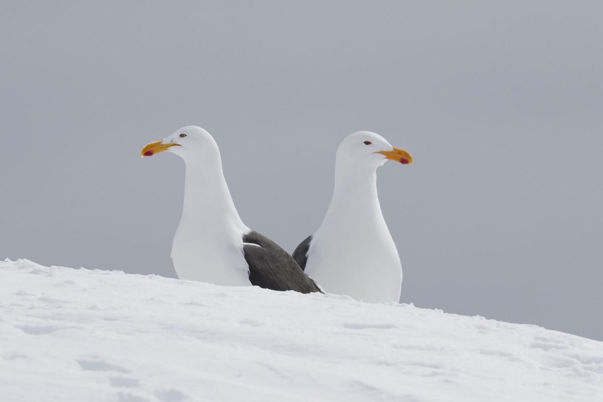 שחף דרומי - ML646412544