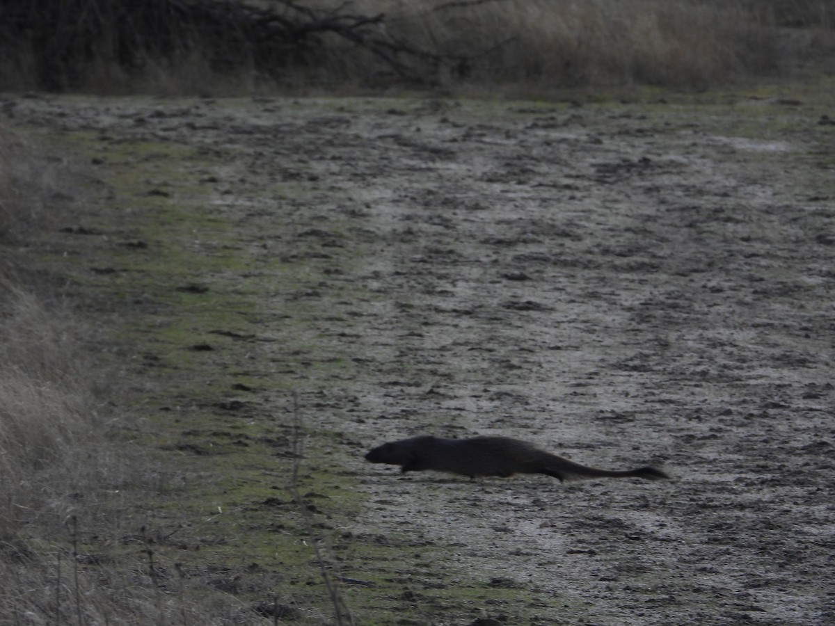 Egyptian Mongoose - ML646412545