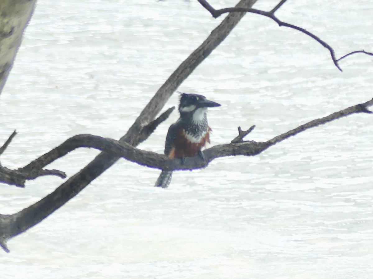 Giant Kingfisher - ML646412547