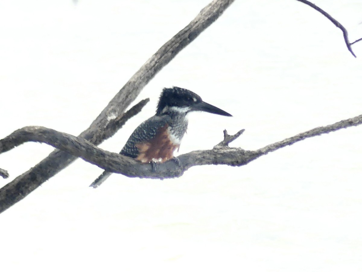 Giant Kingfisher - ML646412548