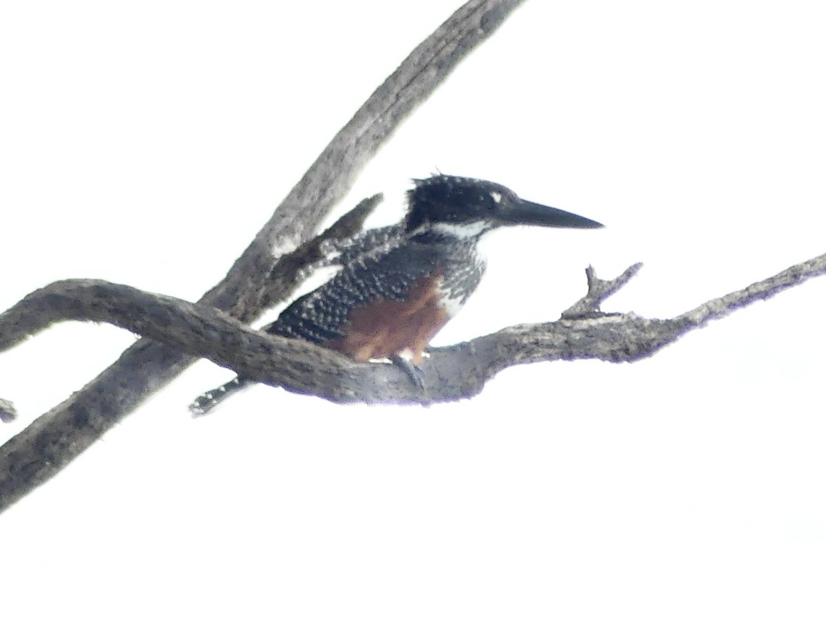 Giant Kingfisher - ML646412549