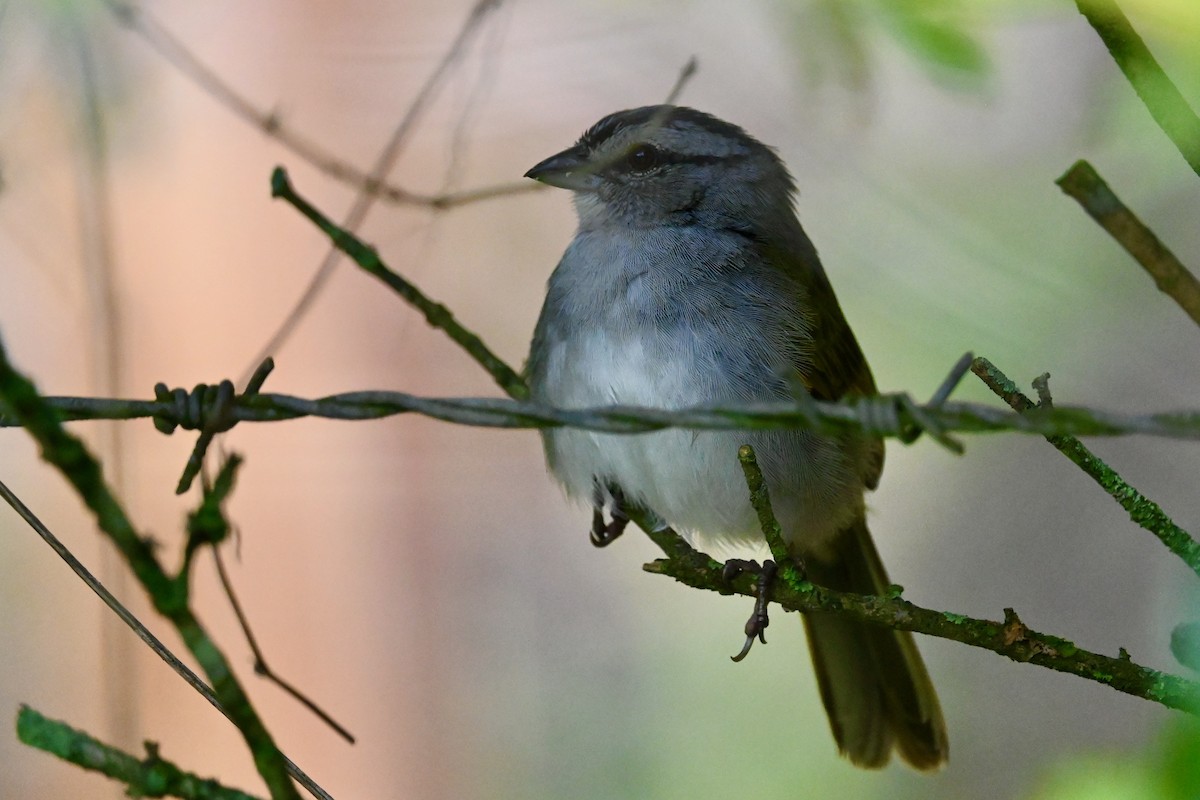 Black-striped Sparrow - ML646412550