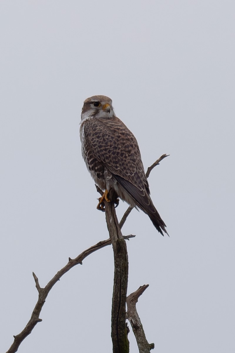 Prairie Falcon - ML646412552