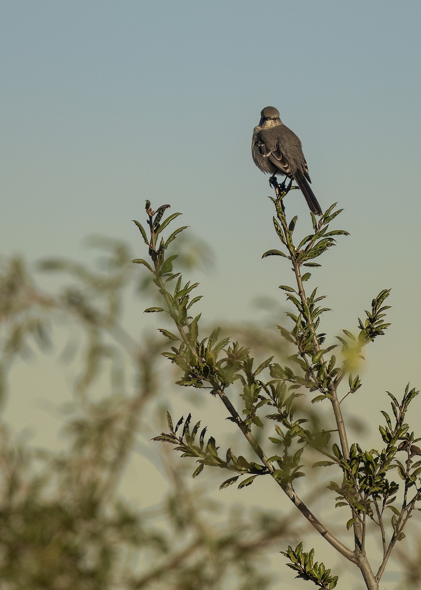 חקיינית צפונית - ML646412554