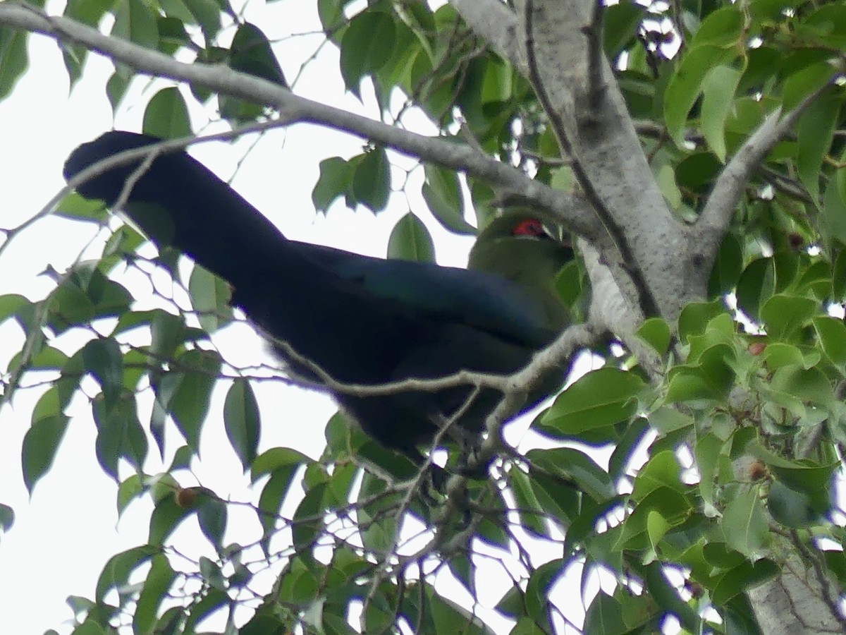 Schalow's Turaco - ML646412555