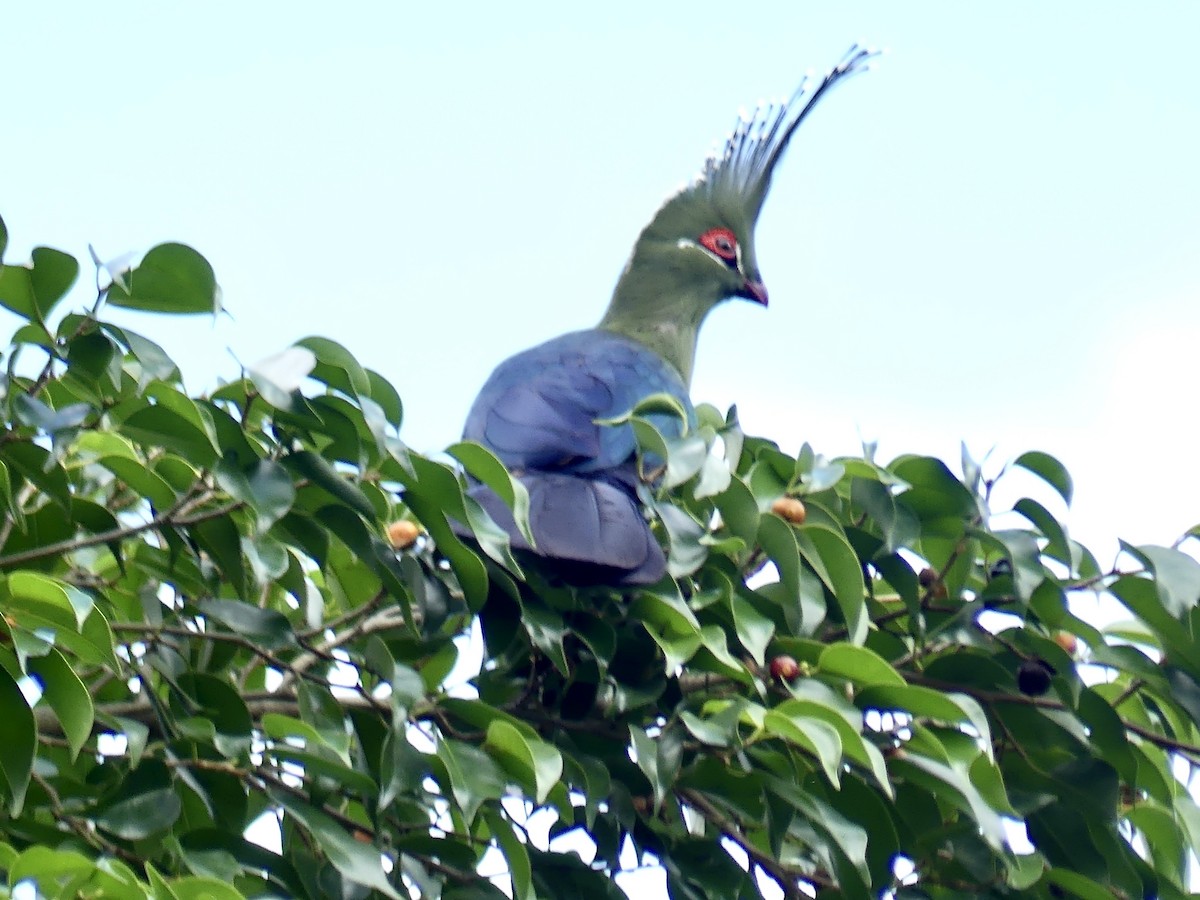 Schalow's Turaco - ML646412556