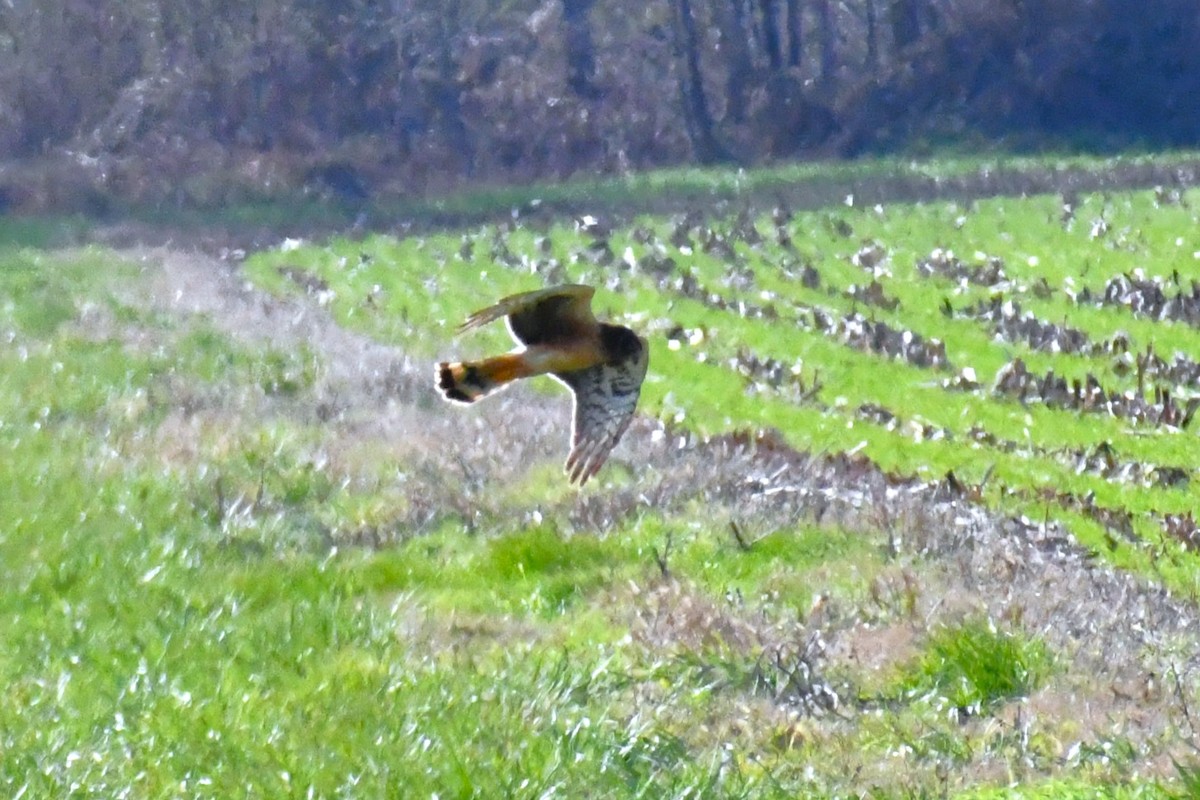 זרון אמריקני - ML646412557