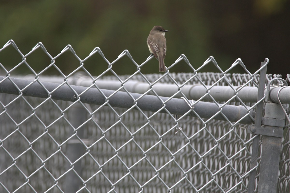 פיבי מזרחית - ML646412558