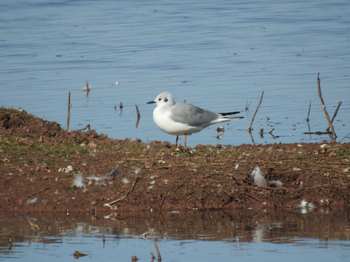 Bonaparte's Gull - ML646412559