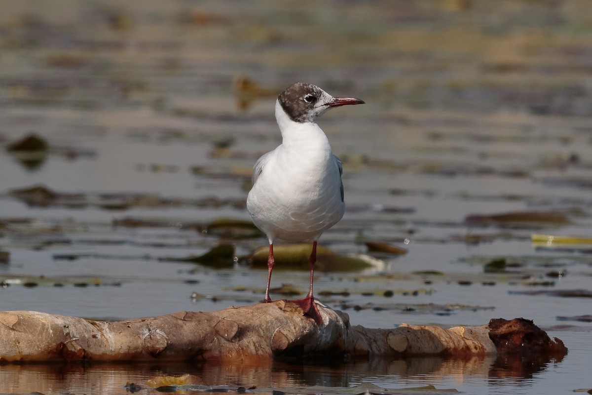שחף אגמים - ML646412561