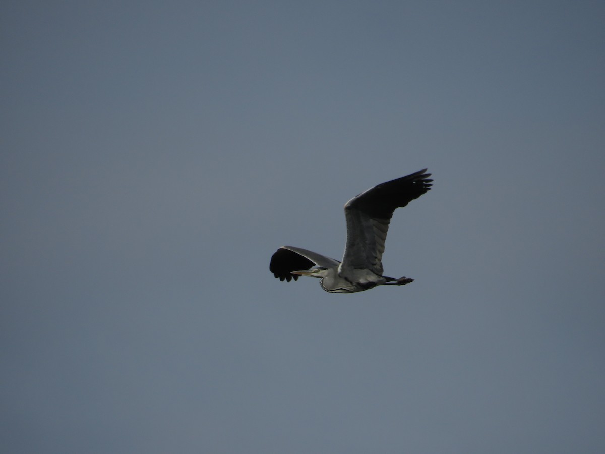 אנפה אפורה - ML646412562