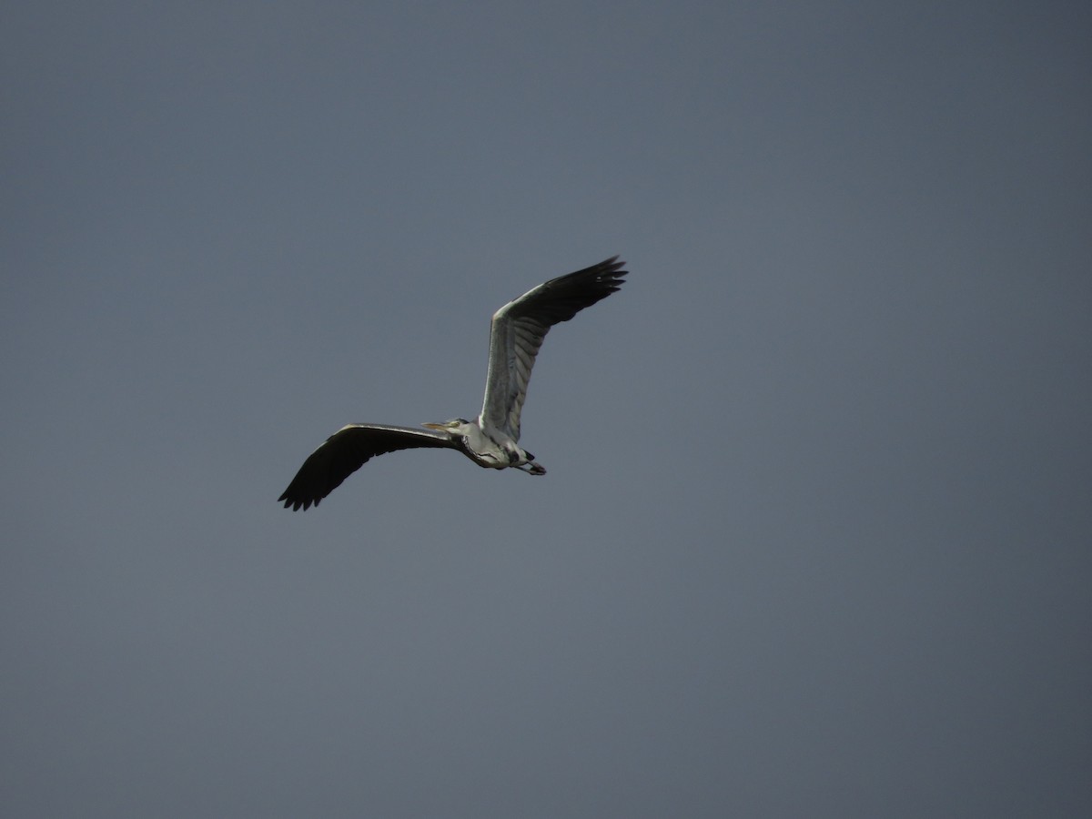 אנפה אפורה - ML646412563