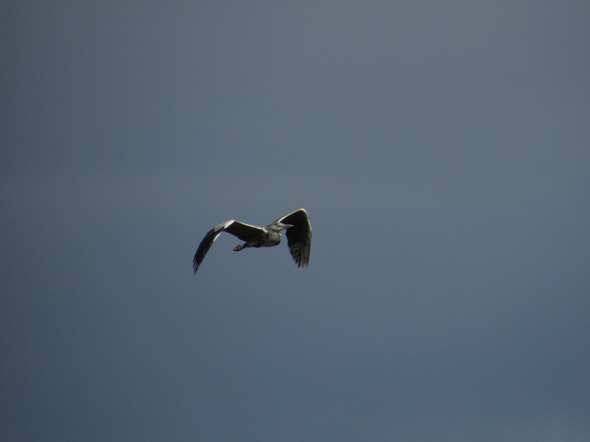 אנפה אפורה - ML646412564