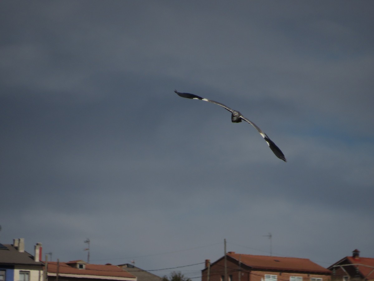 אנפה אפורה - ML646412565