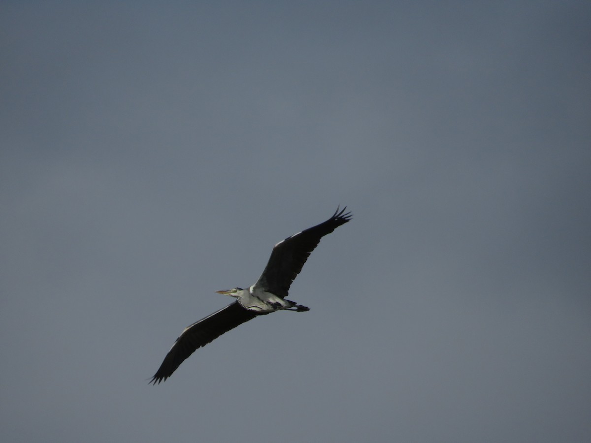 אנפה אפורה - ML646412566