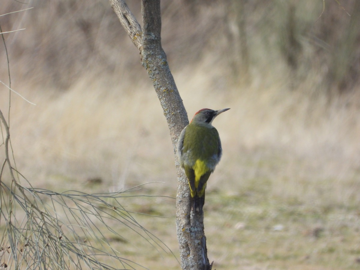 נקר ירוק איברי - ML646412567